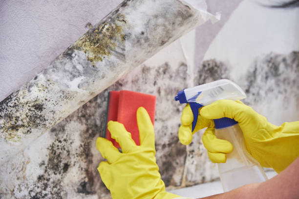 Best Mold Prevention Services  in USA